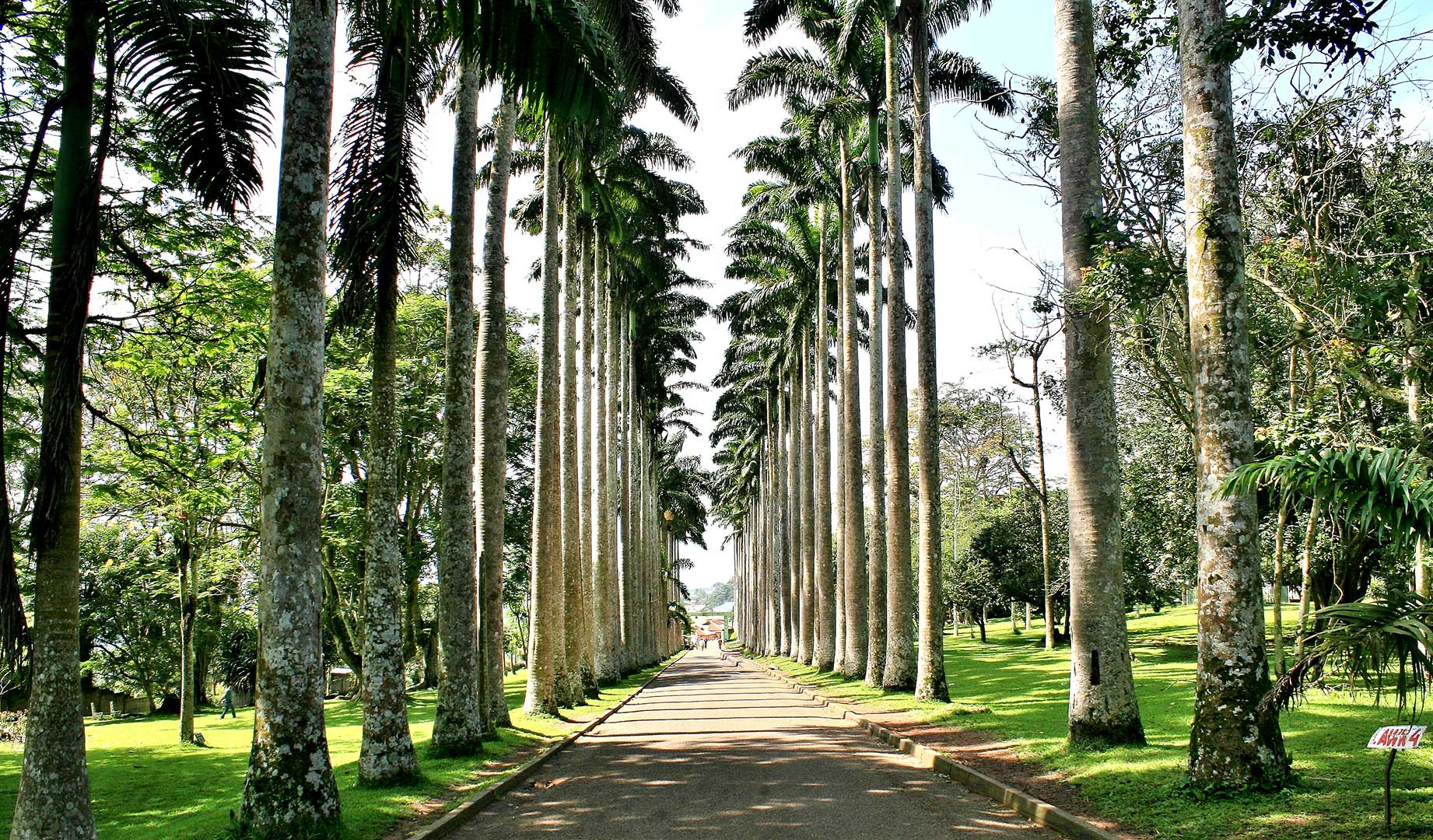 Royal Palm Avenue, Aburi Botanical Gardens